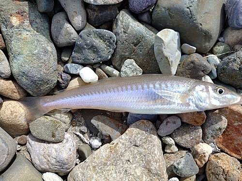 キスの釣果