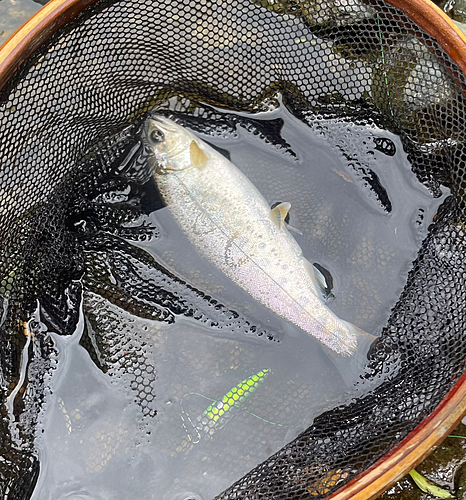 ニジマスの釣果