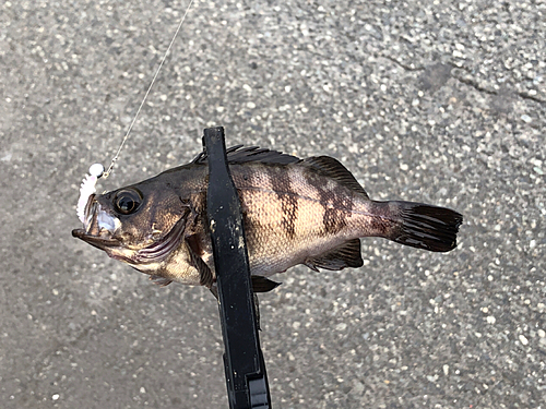 シロメバルの釣果