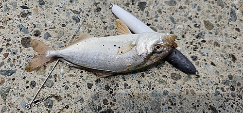 ショゴの釣果