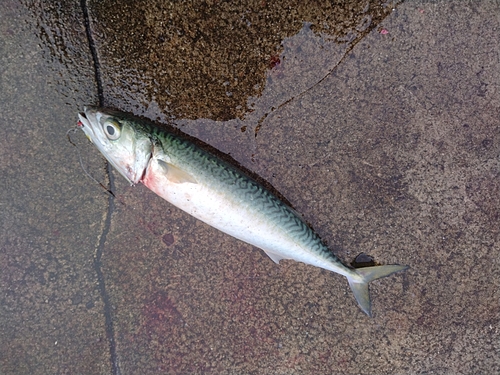 サバの釣果