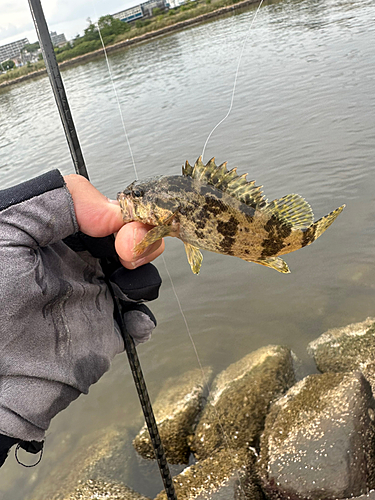 タケノコメバルの釣果