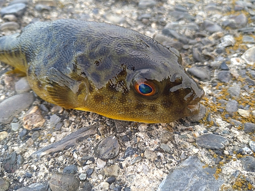 クサフグの釣果