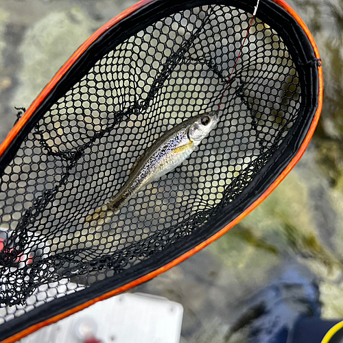 タカハヤの釣果