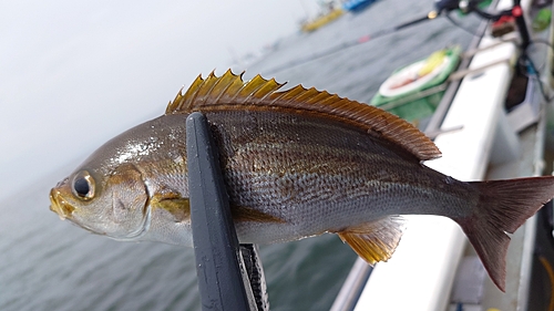 イサキの釣果