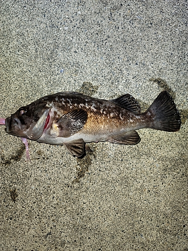 クロソイの釣果