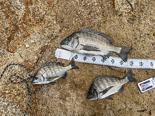 チヌの釣果