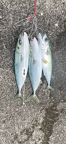 イナダの釣果