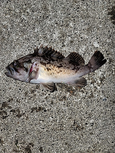 クロソイの釣果