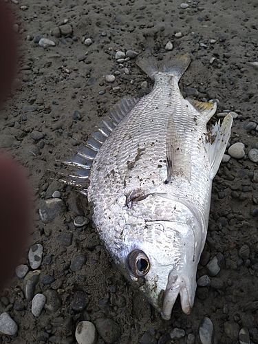 キビレの釣果