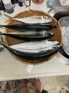 サバの釣果