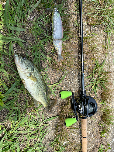 ブラックバスの釣果