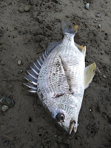 キビレの釣果