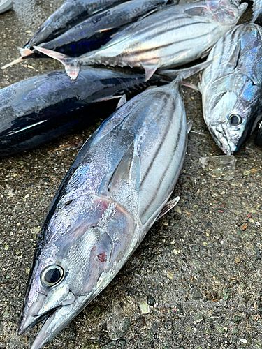 カツオの釣果