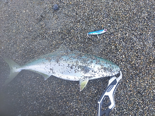 イナダの釣果