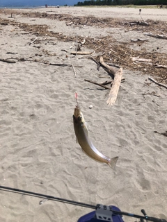 キスの釣果