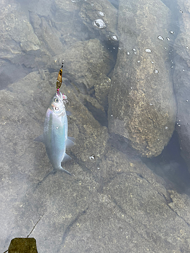 ヒメマスの釣果