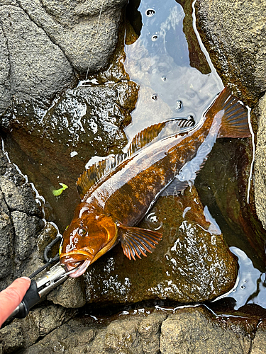 アイナメの釣果