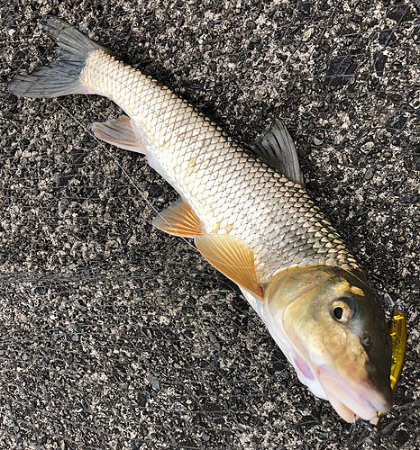 ニゴイの釣果