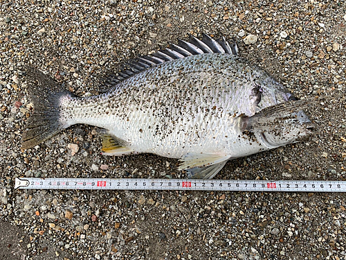 キビレの釣果