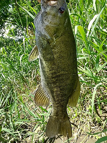 スモールマウスバスの釣果