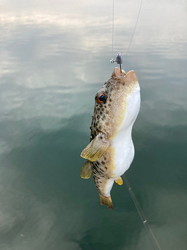 クサフグの釣果