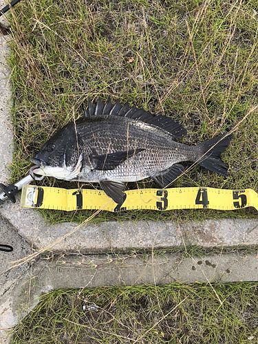 クロダイの釣果
