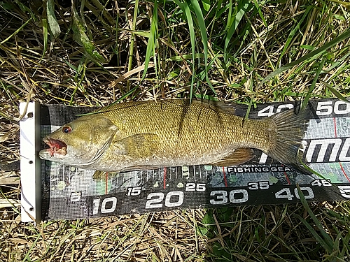 スモールマウスバスの釣果