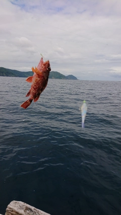 ガシラの釣果