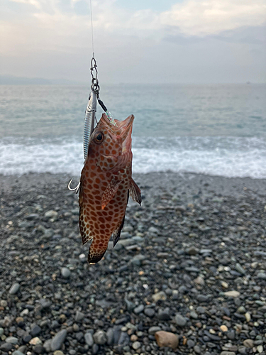 オオモンハタの釣果