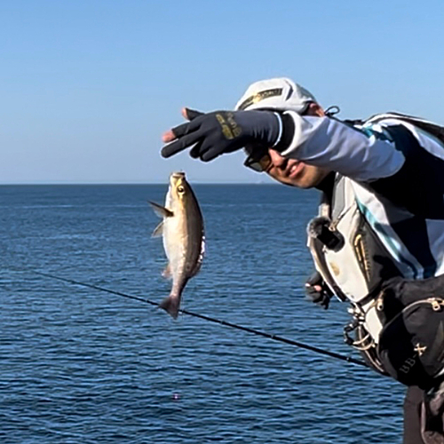 イサキの釣果