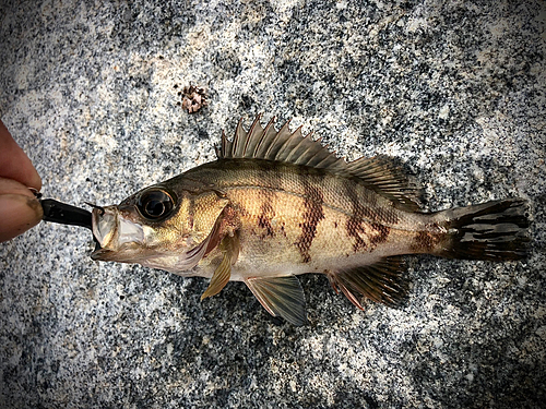 メバルの釣果