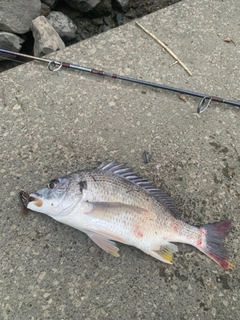 キビレの釣果