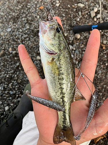 ラージマウスバスの釣果