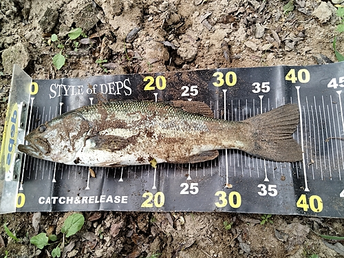 ブラックバスの釣果