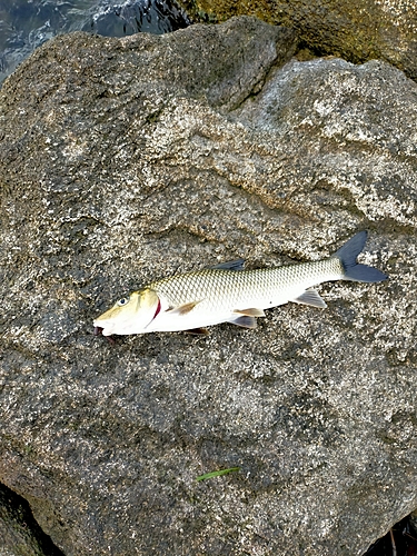 ニゴイの釣果