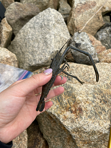 テナガエビの釣果