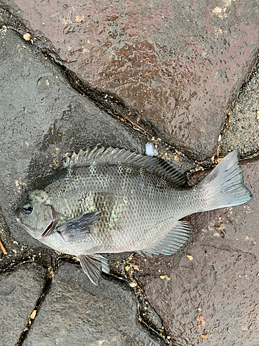 メジナの釣果