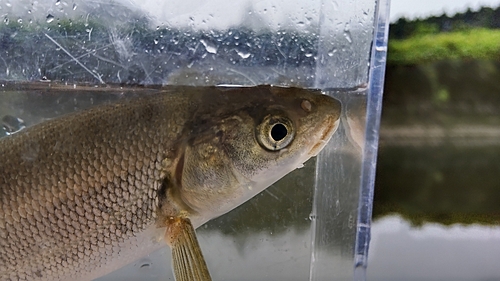 ウグイの釣果