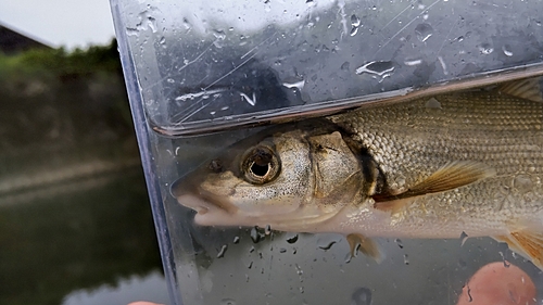 ウグイの釣果