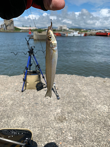 シロギスの釣果