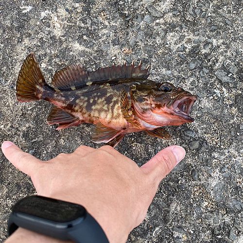 カサゴの釣果