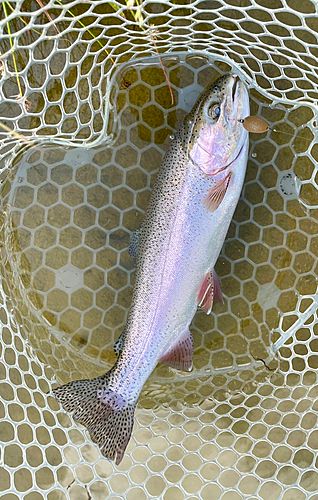 ニジマスの釣果