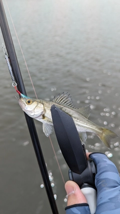 セイゴ（マルスズキ）の釣果