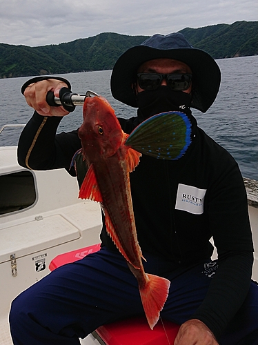 ホウボウの釣果