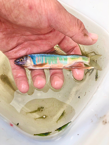 オイカワの釣果