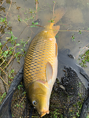 コイの釣果