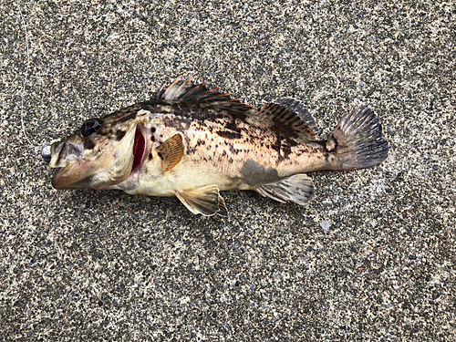 クロソイの釣果