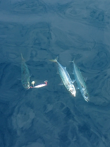 サバの釣果