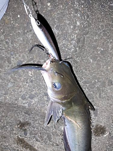 アメリカナマズの釣果